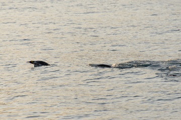 Fototapeta premium King penguins swimming