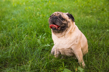 Fototapeta premium Cute overweight pug on green grass