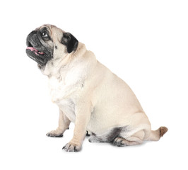 Cute overweight pug on white background