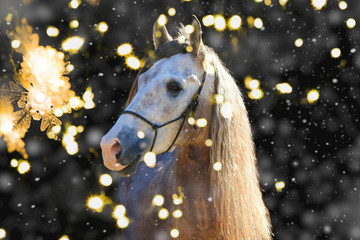 Weihnachtsmotiv: spanischer Junghengst © Petra Eckerl