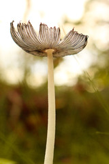 autumn mushroom toadstool