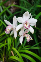white and violet exotic orchid