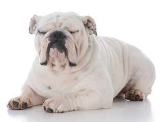 male english bulldog