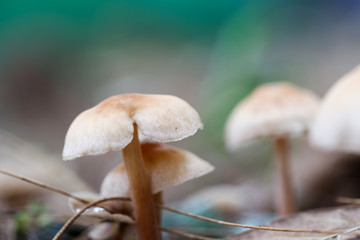 A mushroom spore-bearing of a fungus in Nature.