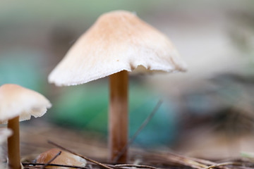 A mushroom spore-bearing of a fungus in Nature.
