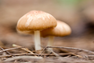 A mushroom spore-bearing of a fungus in Nature.