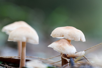 A mushroom spore-bearing of a fungus in Nature.