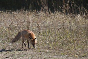 Naklejka na ściany i meble wild red fox on the meadow