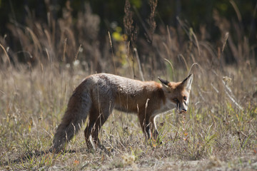 wild red fox on the meadow