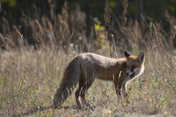 wild red fox on the meadow
