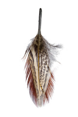 bird feather isolated on white background