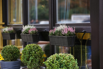 Plants in pots, outdoors