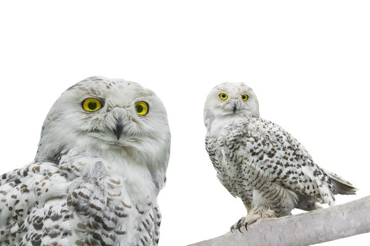 owl (Nyctea scandiaca)