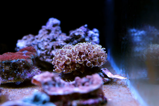 LPS coral - Euphyllia hammer coral