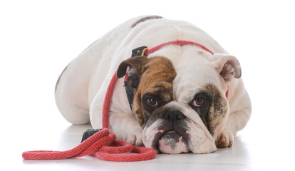 dog waiting for a walk