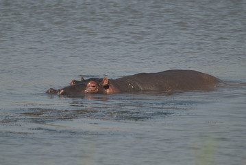 HIPPOPOTAMUS AMPHIBIUS, South Africa