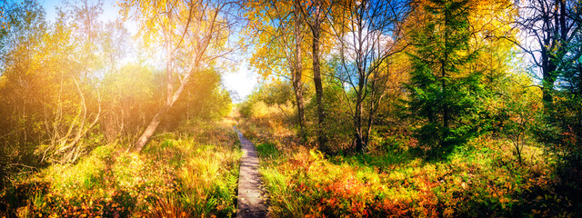 Fototapeta na wymiar Panoramic autumn landscape with country path