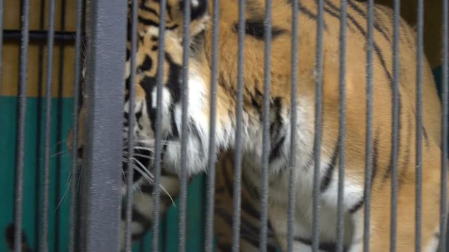 malnyan tiger face, caged animal, cruel captivity