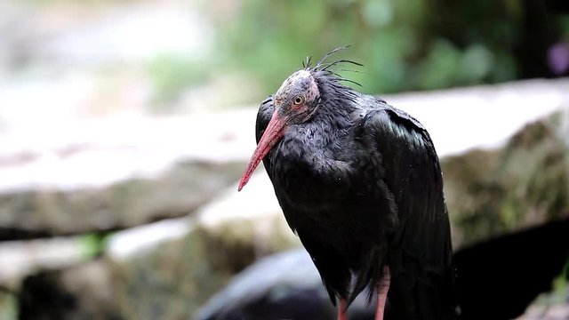 Northern Bald Ibis or or Hermit Ibis (Geronticus Eremita) Under The Rain - Close Up Head
