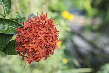 Red Ixora with drops of rain