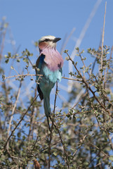 Lilac-breasted roller, south Africa