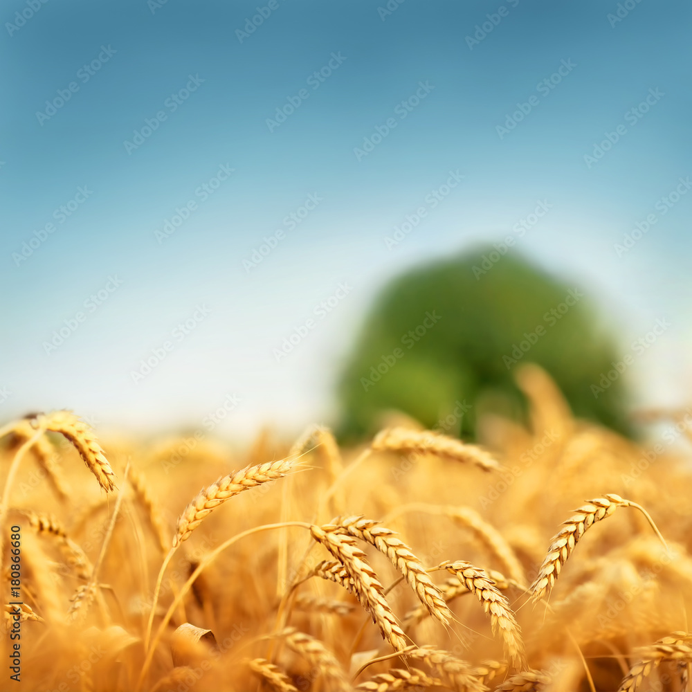 Canvas Prints Wheat field background