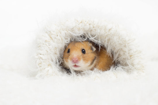 cute Syrian hamster in a fluffy hole