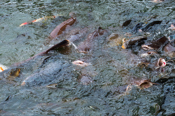 A group of big catfishs seeking for food on the surface of the lake.