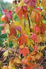 colorful autumn foliage background texture