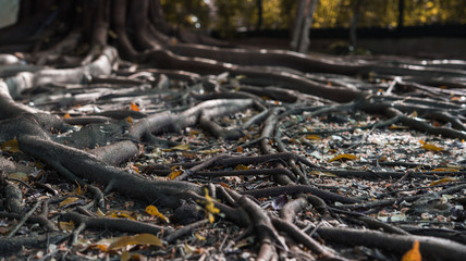 Roots background and Texture.Big tree root