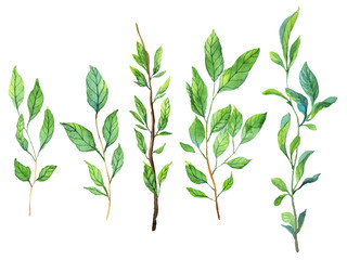 Green leaves painted in watercolor on white background - 180867865