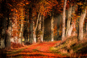 Fototapeta na wymiar Autumn in the forest with light rays and red, golden leaves. Chestnut trees