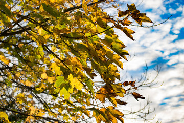 Changing of the leaves