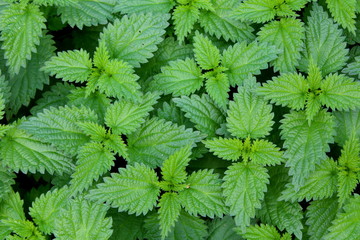 common nettle (Urtica dioica)