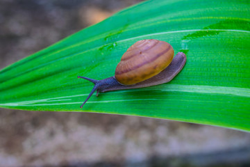 gastropod, snail, winkle on a leaf in the forest