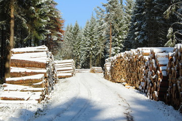 woodpile in the winter forest with snow