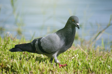 Pigeons are seeking food in the lawn.