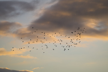 Krähenschwarm am Abendhimmel
