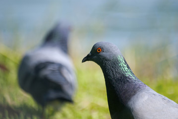 Pigeons are seeking food in the lawn.