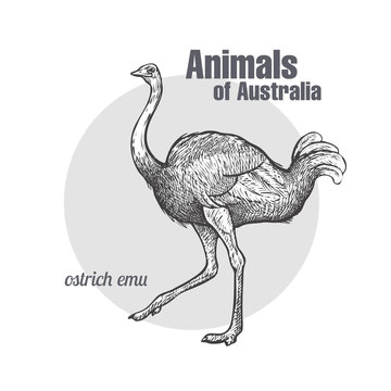 Ostrich Emu bird.