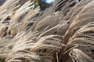 soft grass background