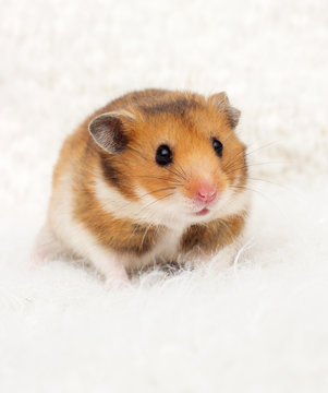 cute syrian hamster in a fluffy background