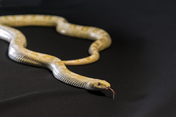 Creamsicle Corn Snake Elaphe guttata guttata isolated on black background