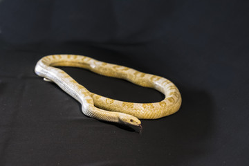Obraz premium Creamsicle Corn Snake Elaphe guttata guttata isolated on black background