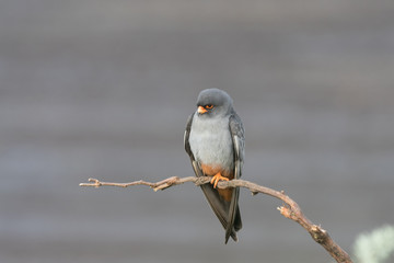 Red-footed falcon