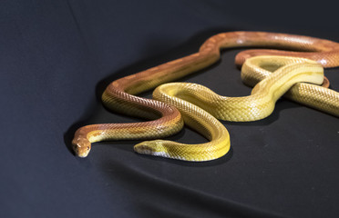 Creamsicle Corn Snake Elaphe guttata guttata isolated on black background