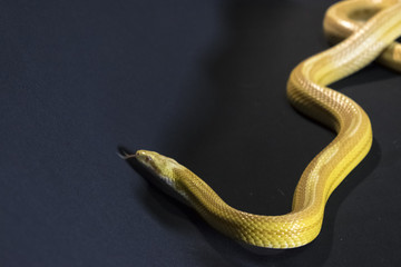 Creamsicle Corn Snake Elaphe guttata guttata isolated on black background