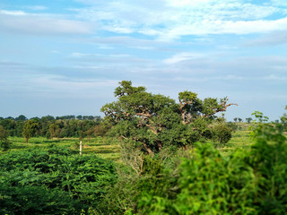 Fototapeta na wymiar Tamarind tree on hilltop