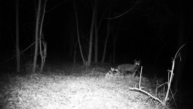 Fox (Vulpes vulpes) smells and eats in a wood in the night. Wildlife FullHD 1080p video.