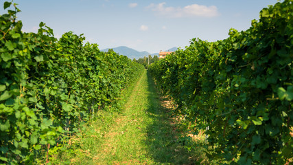 Naklejka premium Vineyard 